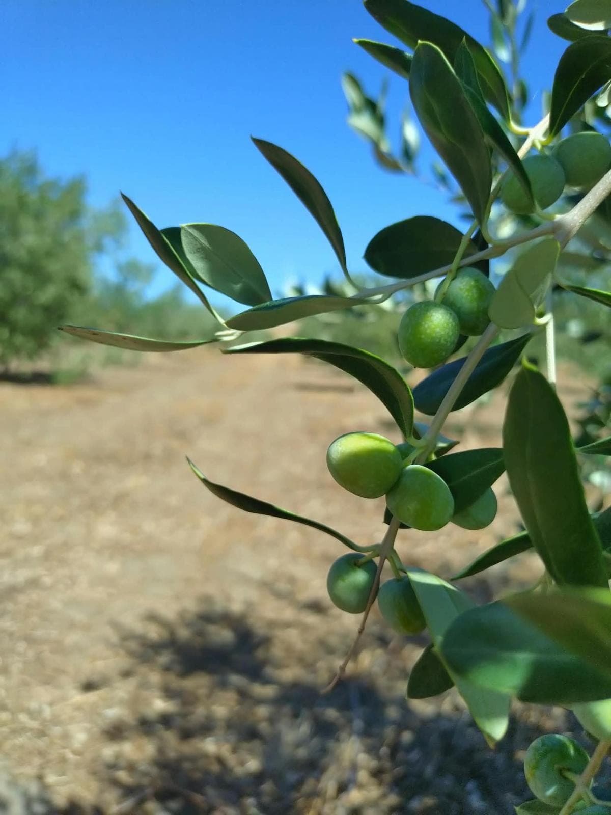 Green olives ripening on the branch in our grove