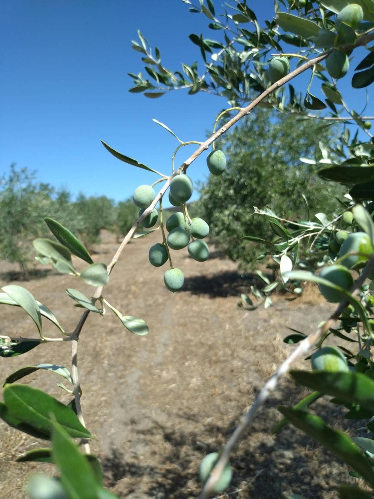 Green olives ripening on the branch in the family grove