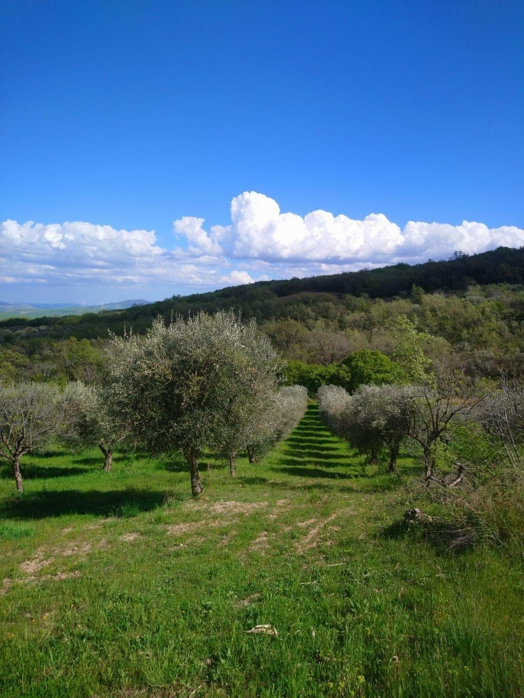 Rows of olive trees on the green Basilicata hillside in spring