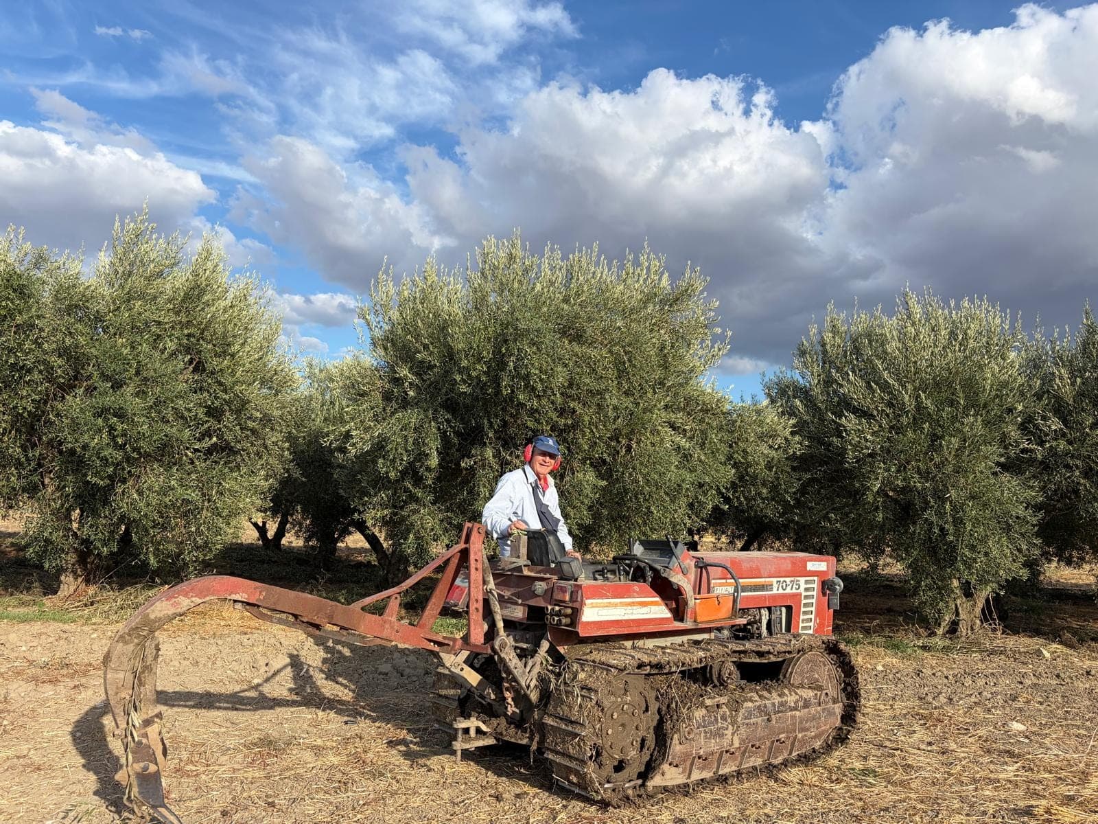 Working the family olive grove in Basilicata on the estate's old crawler tractor
