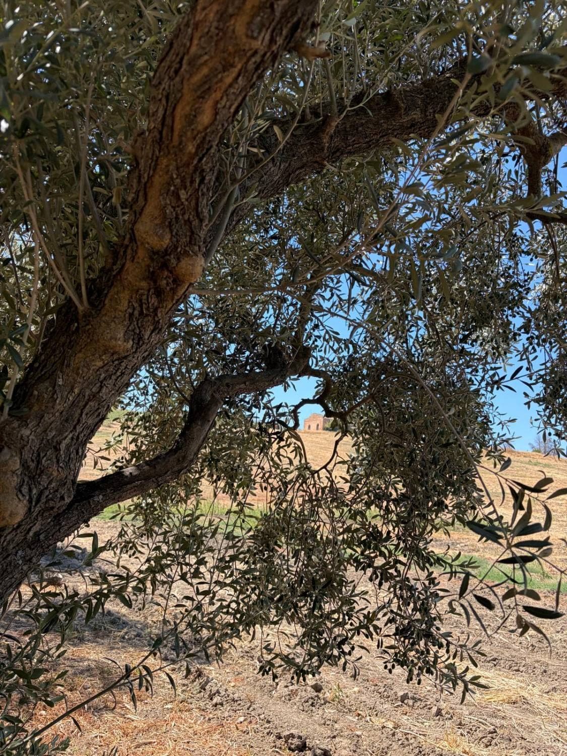 An old olive tree on the estate, with a stone farmhouse on the hillside beyond