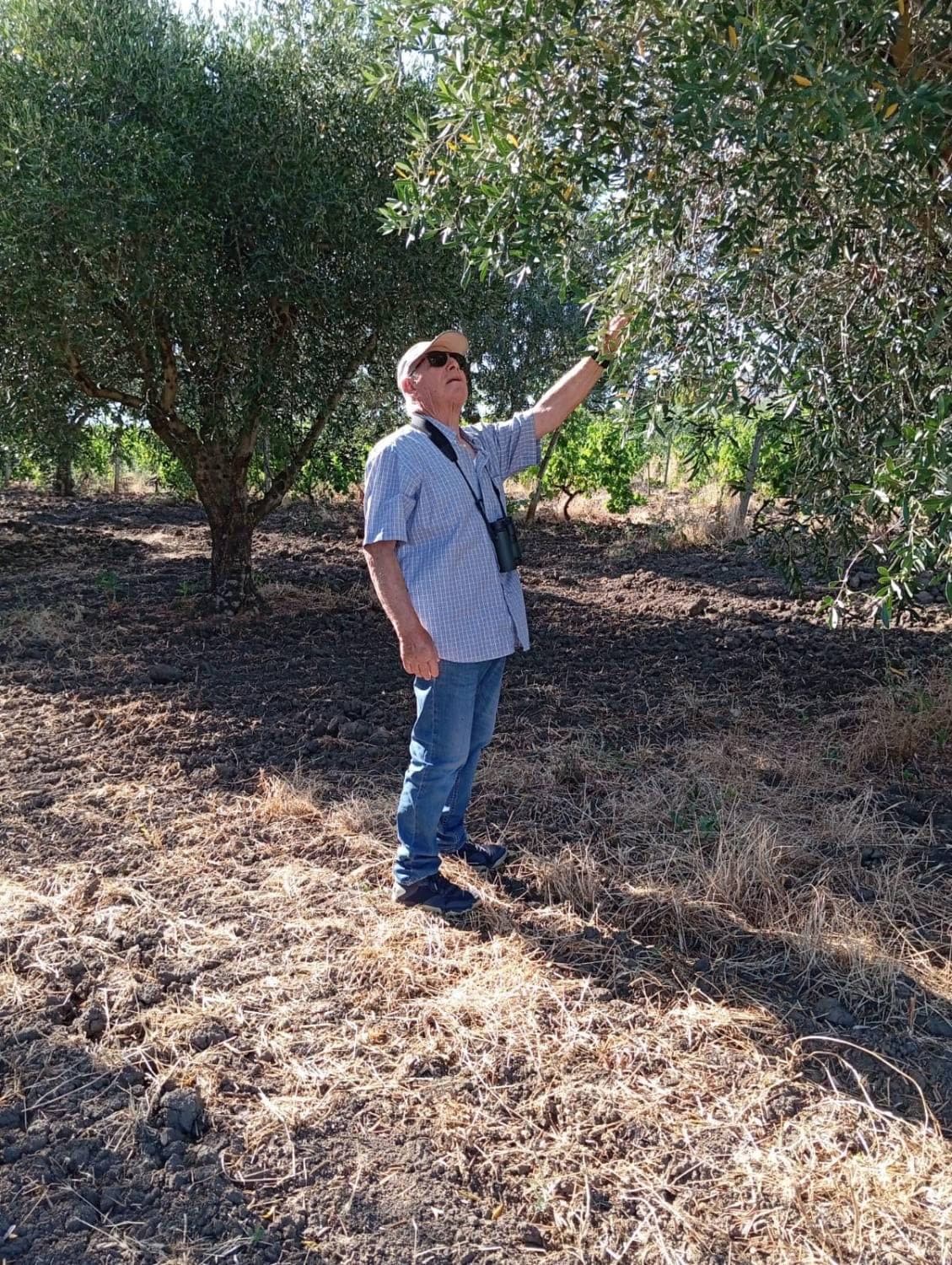 Anna's father checking the olives in the grove his father planted