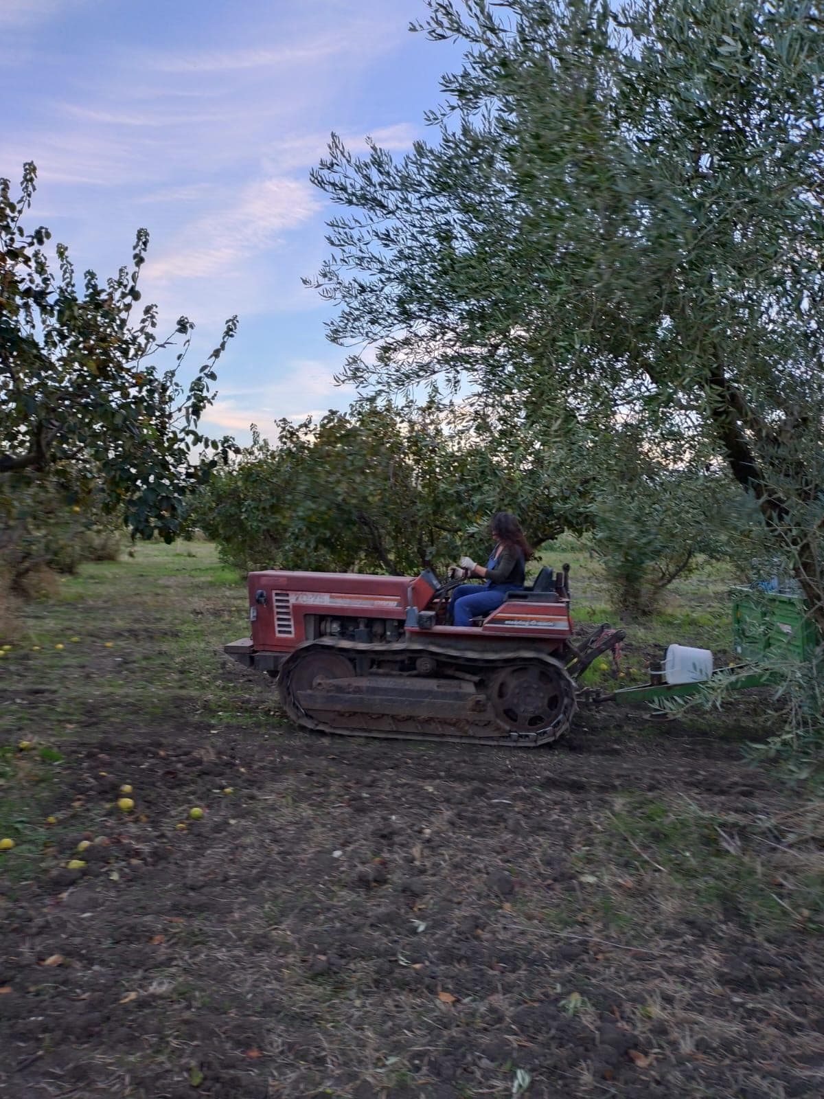 Driving the crawler tractor between the trees at dusk